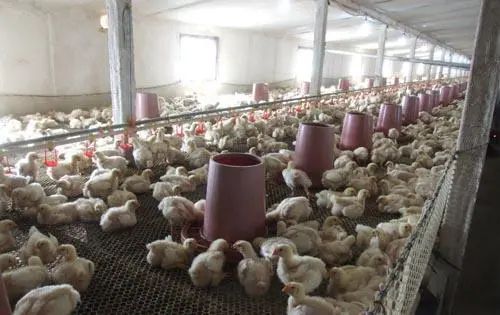 潔匠凈化·的凈工業(yè)除臭劑_養(yǎng)殖場臭氣來源有哪些？