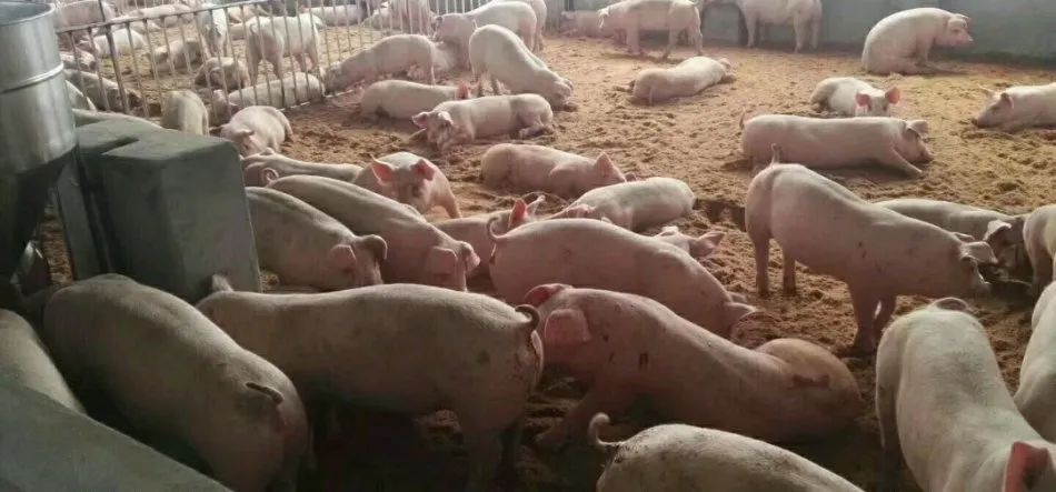 潔匠凈化·的凈工業(yè)除臭劑_養(yǎng)殖場氨氣的危害有哪些？